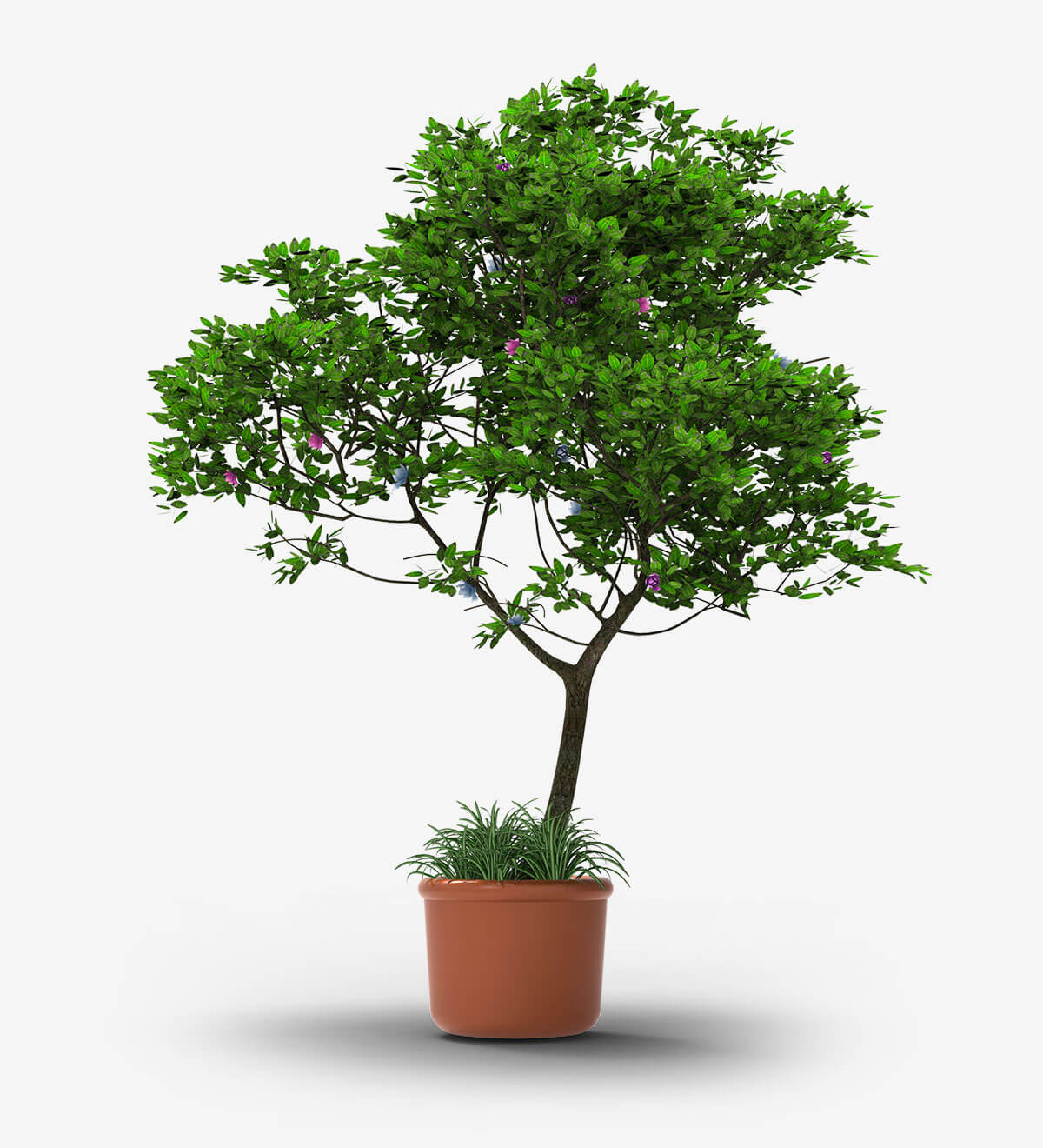 Tedo Emporium Bonsai with Vase